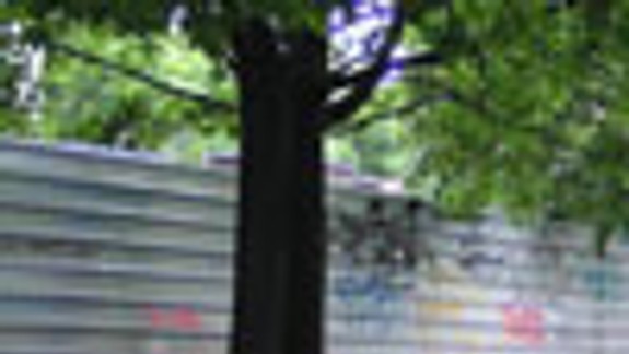 Vešal psa, lámal stromy, polícia však nezasiahla