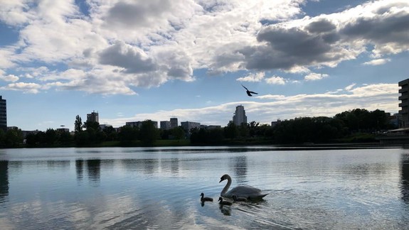VIDEO a FOTO: Labutia tragédia pokračuje! Na Štrkoveckom jazere uhynulo mláďatko