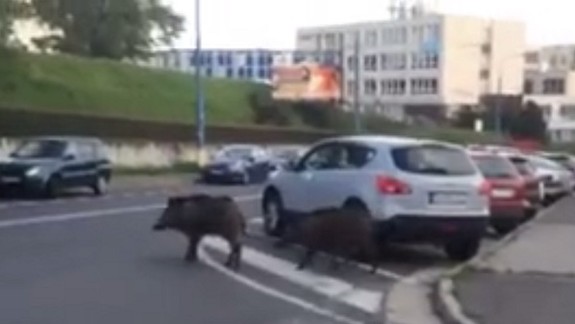 VIDEO: Diviaky sa prechádzajú medzi autami v Karlovej Vsi