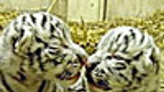 V ZOO budú krstiť mláďatá bieleho tigra