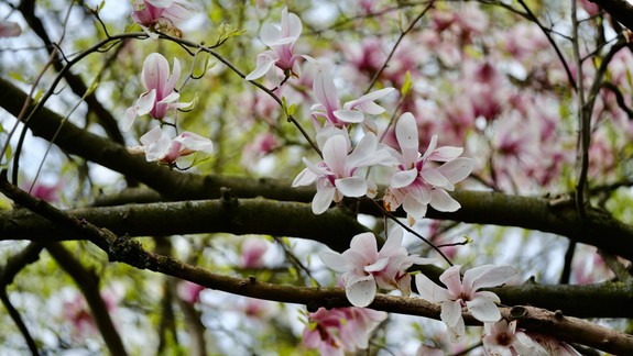 Podľa meteorológov je v posledných desaťročiach náročné nájsť rozkvitnutú čerešňu na 1. mája