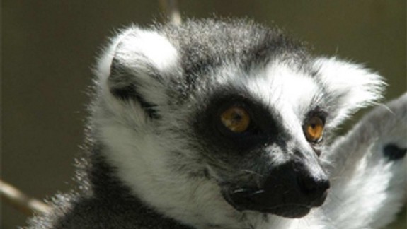 Zoologická záhrada má prírastok, prvýkrát sa tu narodil lemur