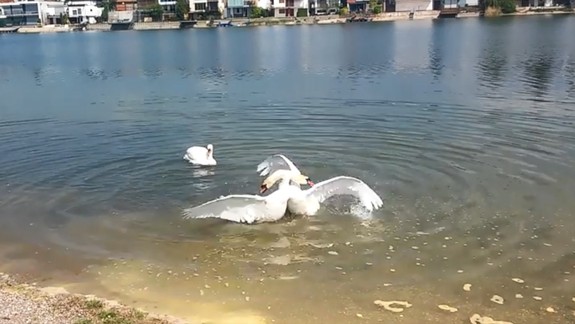 VIDEO: Už ste niekedy videli súboj samčekov o samičku labute?