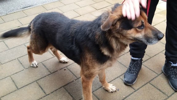 Krásne číslo: V útulku Slobody zvierat poskytli vlani útočisko 2350 zvieratám , pomáhali aj holubom