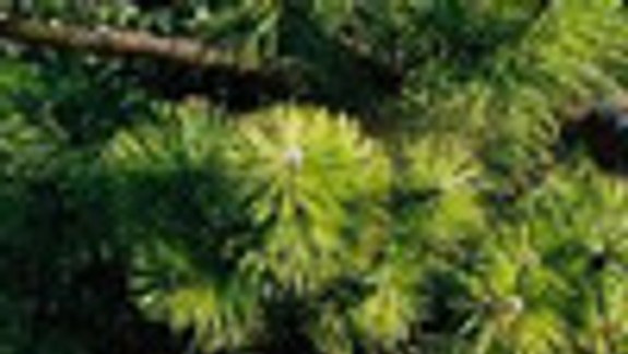 Stromčeky z Petržalky bude zvážať OLO v piatok