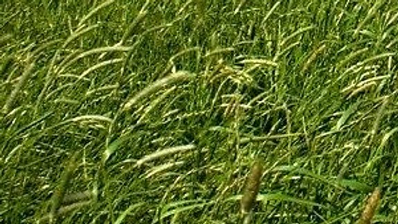 V ovzduší boli vysoké koncentrácie peľových zŕn tráv