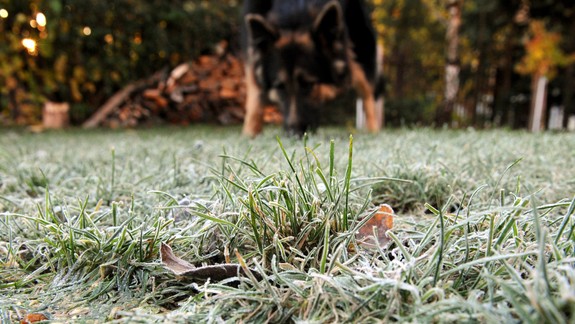 SHMÚ varuje v utorok v noci pred nízkymi teplotami, mráz môže zničiť kvety