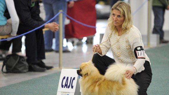 Na výstavách Duodanube sa cez víkend predstavia psy z vyše 20 krajín