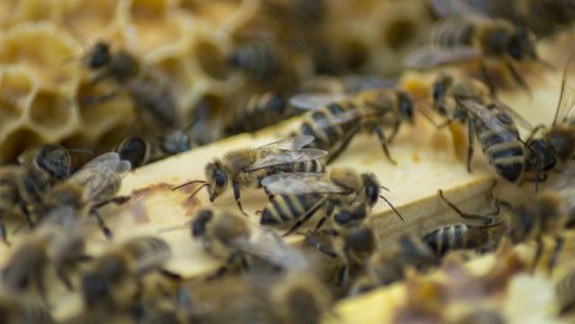 Mestské lesy tento rok rozšíria chov včiel