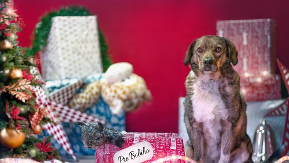 Odchyt zvierat bude v Bratislave zabezpečený aj počas sviatkov - rizikový bude najmä Silvester...