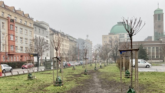 Aktivista kritizuje výsadbu drevín v rámci iniciatívy 10 000 stromov: Z prístupu mesta mám obavy