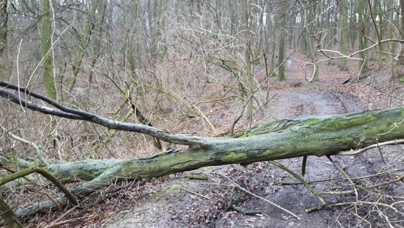 Lesníci pozastavili ťažbu na Devínskej Kobyle, no iba do konca júla