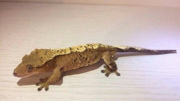 V nedeľu si prídu na svoje aj akvaristi a teraristi 