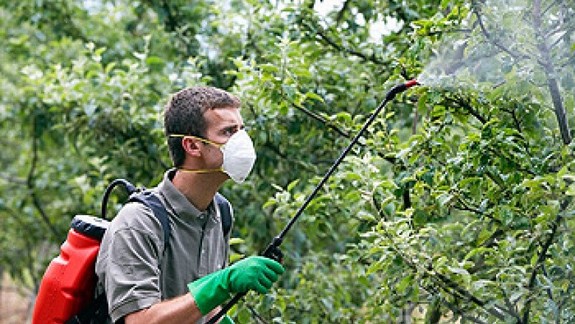 Boj proti škodcom: V Rači postriekajú stromy chémiou