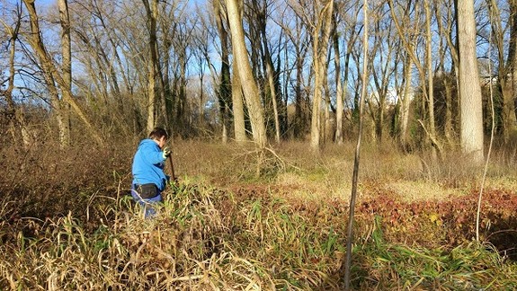 Na ostrove Sihoť vysadia prirodzené druhy drevín