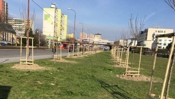 Pri križovatke Molecova-Karloveská vzniká aleja z japonských čerešní