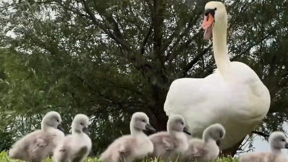 Veľmi smutné: Ani jedno zo šiestich mláďat labutí vyliahnutých na Draždiaku neprežilo