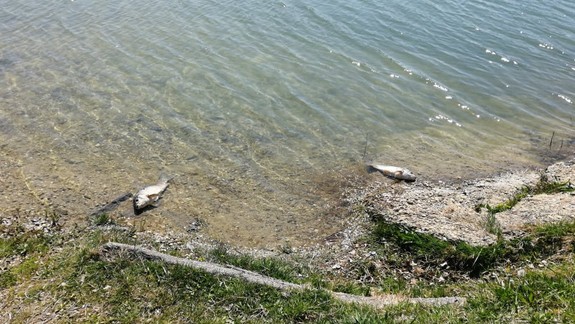 VIDEO a FOTO: Jazero Kuchajda: Uhynuté ryby každých 5 metrov!