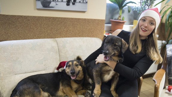 Aké sú bratislavské psy a ich majitelia?