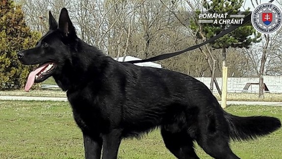 Policajné psy si zmerajú svoje sily na Majstrovstvách Slovenska