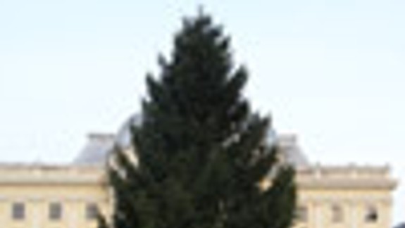 Vianočný strom pred divadlom je tento rok krajší