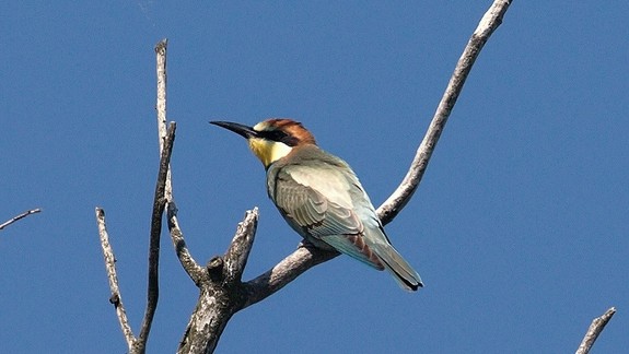 FOTO: Milovníci vtáctva pozorovali na Devínskej Kobyle skutočných krásavcov - migrujúce včeláriky