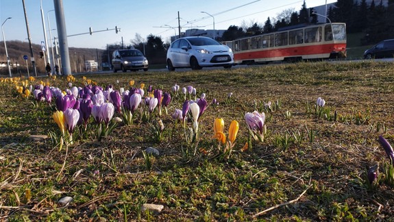 V Dúbravke sa na 14 miestach objavia záhony jarných kvetov