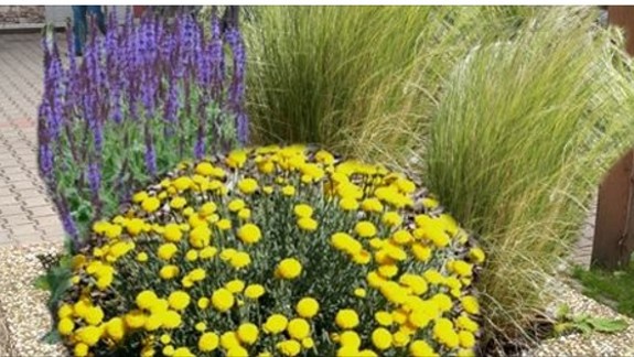 Na adopciu kvetináča majú Karlovešťania čas už len do zajtra 