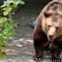 Smutná správa zo ZOO Bratislava: Zomrel legendárny medveď Felix