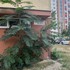 Petržalku trápi nová hrozba: Invázny a jedovatý pajaseň žliazkatý sa šíri ako mor