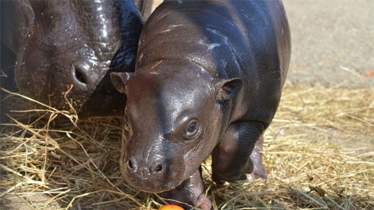 Zoo ukázala mláďa hrošíka libérijského, meno vyberú ľudia - hrosik1