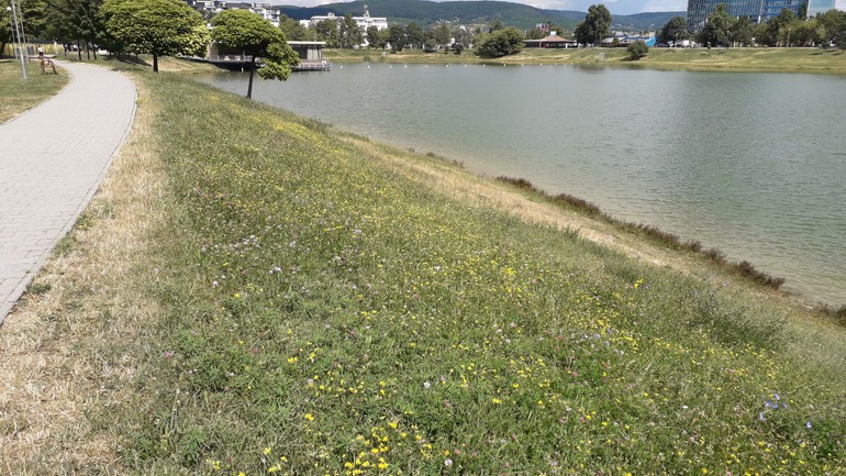 Lúčny porast Kuchajda