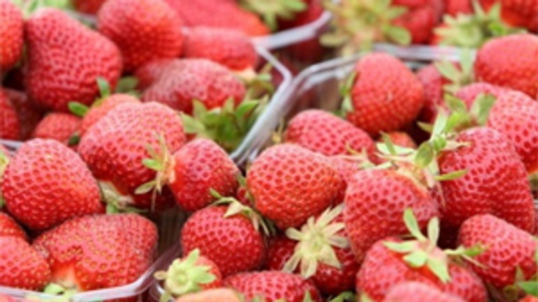 V bratislave sa vo štvrtok začali jahodové dni - Jahody