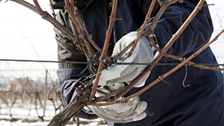 V reze viniča zvíťazil vinohradník ján borbély z rače - rez_vinic_detail