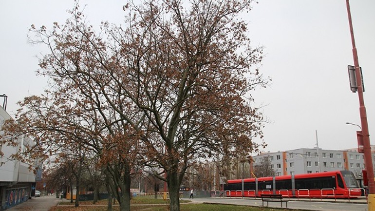 Neuveriteľná bezcitnosť: neznámy páchateľ otrávil stromy v karlovej vsi - stromy 2