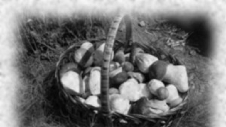 Z prešporka sa odchádzalo aj s hubami - huby