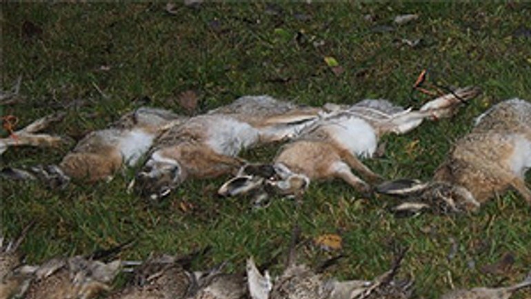 Vajnorskí poľovníci sa rozlúčili so sezónou odstrelu malej zveri - polovnici_ulovok