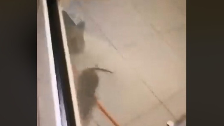 Potkany na pohotovosti