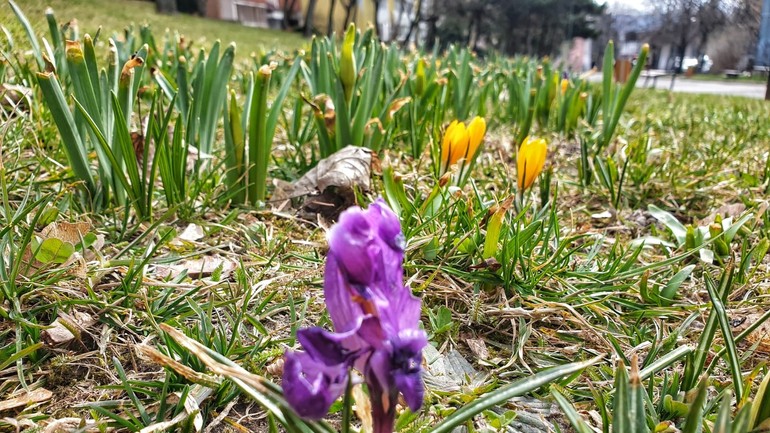 Jarné záhony v Dúbravke