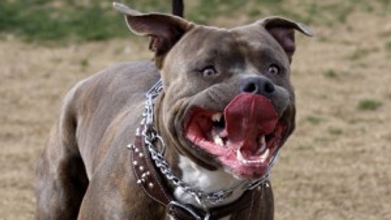 Na galvaniho ulici mal pitbul mužovi roztrhať nohu - pitbull