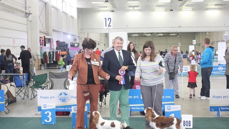 Máte radi psy? bratislavu čaká pestrý kynologický víkend - Danny_bratislava2