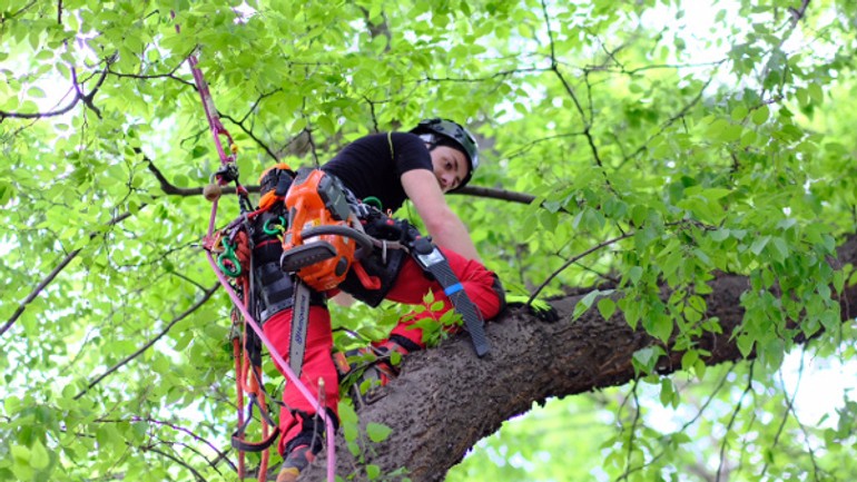 Staré mesto sa systematicky stará o zeleň - orez.