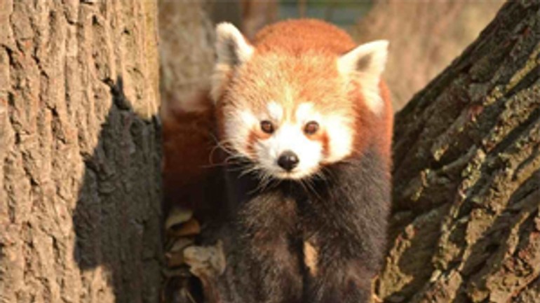 V bratislavskej zoo sa narodili dve pandy červené - panda_cervena