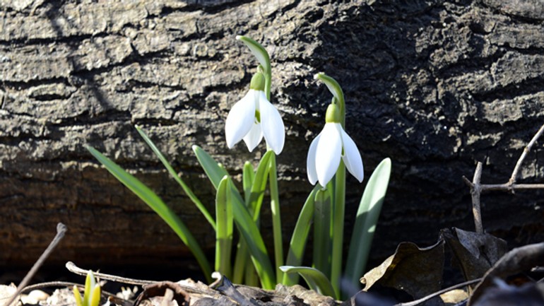 Snežienky nie sú na slovensku chránené už 10 rokov - snezienky