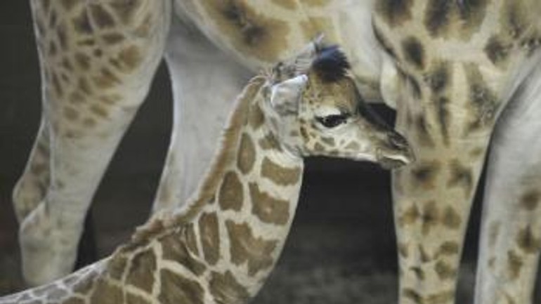 V zoo bratislava sa narodila žirafa salome - Zirafa5