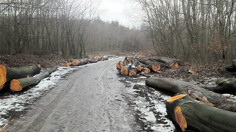 Názor: súd pozastavil výrub stromov v dúbravke - stromy_dubravka
