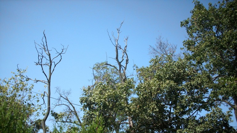 Suchý strom na Šulekovej