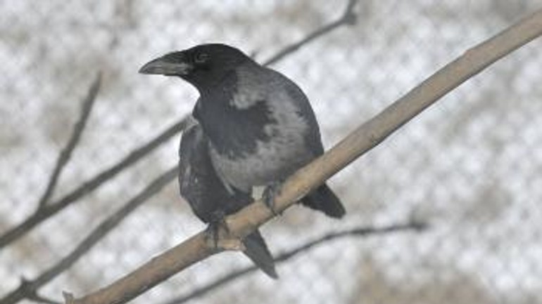 Bratislavská zoo môže liečiť zranené vtáky - Zoo4