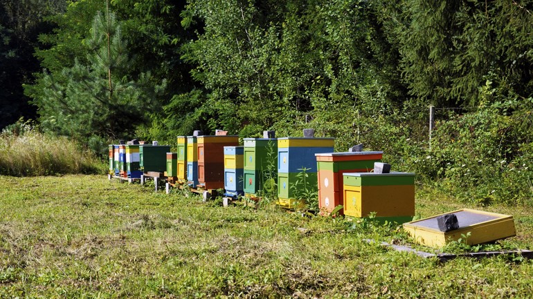 Včelnica na Kačíne