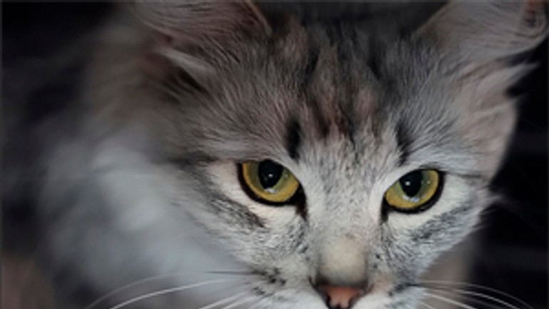 V ružinove bude cez víkend medzinárodná výstava mačiek - macka